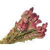 celosia chief dried