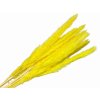 pampas mini yellow