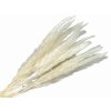 pampas mini white biely