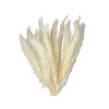 pampas mini white biely1