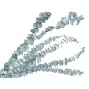 eucalyptus baby blue1