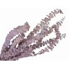 eucalyptus baby purple1