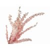 eucalyptus baby pink2