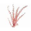 eucalyptus baby pink1