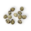 True Quail Eggs 12pcs with Shells