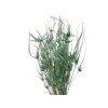 dried tulip grass aqua turquoise Reed stela dried grass aqua1