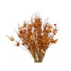 dried tulip grass orange Capin stela dried grass orange1