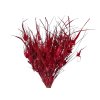 dried tulip grass red Capin stem dried grass red1