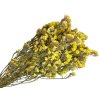limonium statice dried flowers yellow