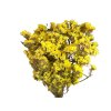 limonium statice dried flowers yellow1