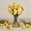 helichrysum pastel yellow2