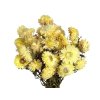 helichrysum straw flowers cream yellow dried1