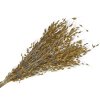 princess grass natural meadow dried grass natural