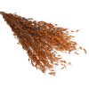 princess grass orange dried grass orange1