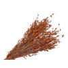 princess grass orange dried grass orange