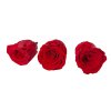 preserved rose stabilized red preserved roses red3