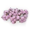 Gossypium cotton, cotton flowers, pink
