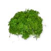 Dried curly arranging moss 150g - Curly moss - light green