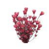 Nigella Oriental Pink Rose Dried Flowers 1