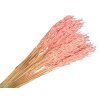 dried oats avena dried pastel pink pastel pink