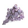 populus light bleached eucalyptus purple leaves preserved leaves