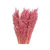 dried oats avena dried oat bleached pink light1