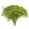 Statice Tatarica Light Green Dried Flowers Dried Flowers Statice