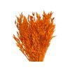 dried oats dried avena light orange1
