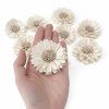 Arrangement Shola Flowers Gerbera 6cm 10pcs - Cream