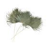 Dried Palm Leaves Soft Fan - 30cm, 10 Pcs, Natural