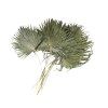 Dried Palm Leaves Soft Fan - 30cm, 10 Pcs, Natural
