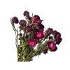 Dried Helichrysum Strawflowers - 100g Bunch - Dark Pink