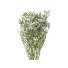 Dried Flowers Limonium Sinensis 30g Lemon - Natural White