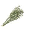 Dried Flowers Limonium Sinensis 30g Lemon - Natural White