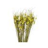 Dried Grass Capin Stela - Tulip Grass 100g - Light Green