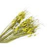 Dried Grass Capin Stela - Tulip Grass 100g - Light Green