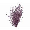 dried flax linum purple1