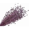 suseny lan linum purple