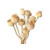 Dried Poppy Heads With Stem - 50g, Medium, Natural Light