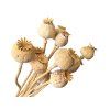 Dried Poppy Heads With Stem - 50g, Medium, Natural Light