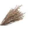 Stabilised Flowers Limonium Sinensis - 100g, Natural White