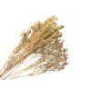 Broom Bloom Dried Flowers Bunch - 100g, Natural