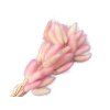 Dried Lagurus Grass - Bunny Tail, 50g, Mottled Pink