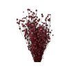 dried flax linum burgundy1