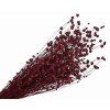 dried flax linum burgundy