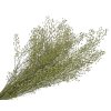 lepidium natural