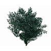 ruscus green1
