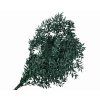 ruscus green