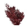 ruscus burgundy1