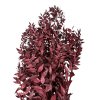 ruscus burgundy2
